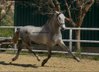 Top FEI quality horse