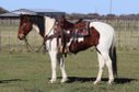 Beautiful Paint Trail Horse Mare
