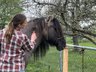 Criollo Freizeitpferd westerngeritten 