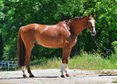 KWPN gelding for dressage/jumping/outgoing