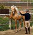 Beautiful Spanish Horse
