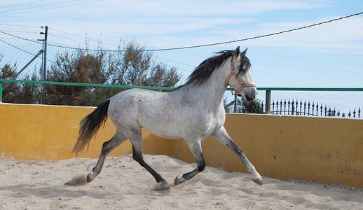 GANADOS CHANDO FARM