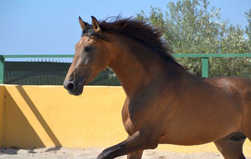  Purebred Spanish (P.R.E) 