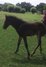 Typey 5-year-old Holsteiner mare for sale