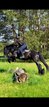 Gorgeous  Fell Pony Breeding Stallion !