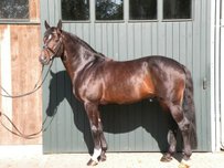 Westfale Pferd