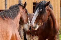 YSWithintheherdstables
