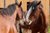 YSWithintheherdstables