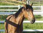 Nova GE - PRE, Stute, 3,5 Jahre, Buckskin (Falbe)