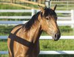 Nova GE - PRE, Stute, 3,5 Jahre, Buckskin (Falbe)