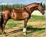 Nice stallion Spanish Horse