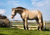PERLINO Approved PRE Hengst 6 y 1,64 