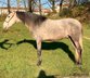 PRE stallion - Digital son - 1.61 m - very good basic training