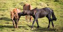 Horseback for sale