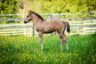 Foundation bred, beautiful Quarter Horse colt