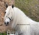 Amazing white stallon / Piro FREE