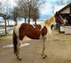 Strong, cuddly Quarter Horse Arabian mare