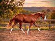 Außergewöhnliche Quarter Horse Stute mit Cutting-Talent