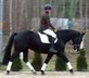 Gorgeous looking black allrounder - dreamlike character