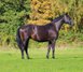 Beautiful brood/dressage mare by For Romance 