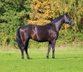 Beautiful brood/dressage mare by For Romance 