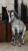 Beautiful and barock stallion PRE