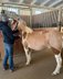 Icelandic Horse 