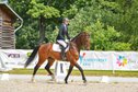 4 years old Top gelding for hunter, showjumping and dressage