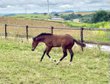 Quarter Horse Stutfohlen - bildhübsch, cool & mit erstklassiger R