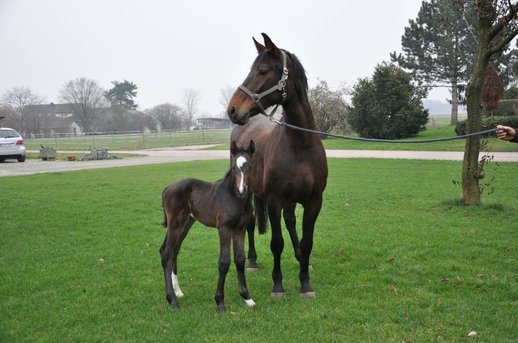 Filly 26.01.2012
