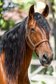 Queeny - Andalusier, Stute, 10 Jahre, Braun