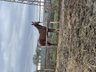 For sale: purebred Arabian 