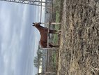 For sale: purebred Arabian 
