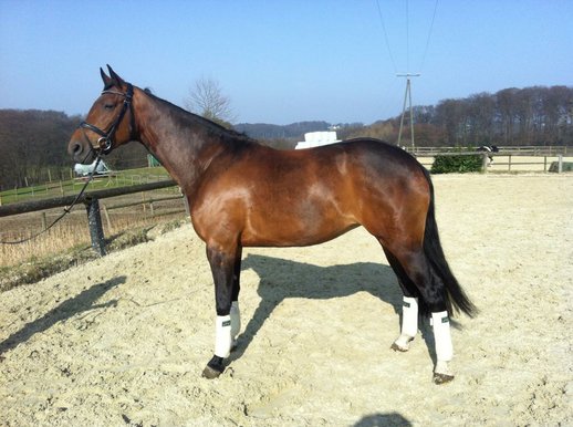 Expressive, chic dressage Mare