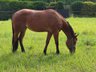 Tolles Allroundprospect