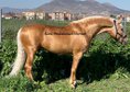 Wonferdul stallion palomino PRE
