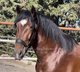 Barock and beautiful stallion PRE / PIRO FRE