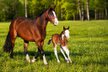 Traumhafte Quarter Horse Zuchtstute mit 2 blauen Augen