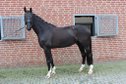 Eleganter Wallach mit Perspektive – Goldberg x Sandro Bedo