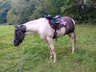 Paint Horse Hengst Grullo Tobiano 