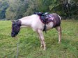 Paint Horse Hengst Grullo Tobiano 