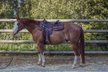 Toller Quarter Horse Wallach mit Herz und Potenzial