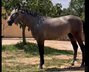 3,5 jähriger PRE Schimmel Hengst - ca. 1.70 m
