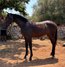 PRE-CHESTONE FOAL – 13 MONTHS  PRE