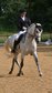 Sweet Welsh Dressage Pony Ready to Shine
