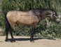 Barock and buckskin stallion PRE
