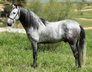 SUPER NICE ANS SWEET PRE. STALLION. 4 YEARS OLD. 