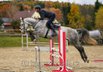  interesting mare for show jumping ring, Lamm de Fetan x Cachas