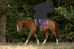 Vielseitiger Quarter Horse Wallach mit tollem Mind