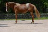 Great Quarter Horse/Appaloosa Pony Mix Stallion